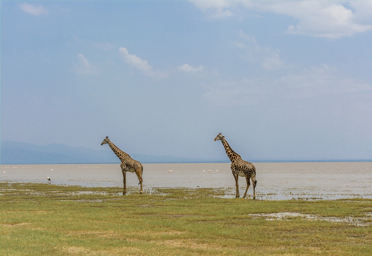 giraffe, safari, africa-4032280.jpg