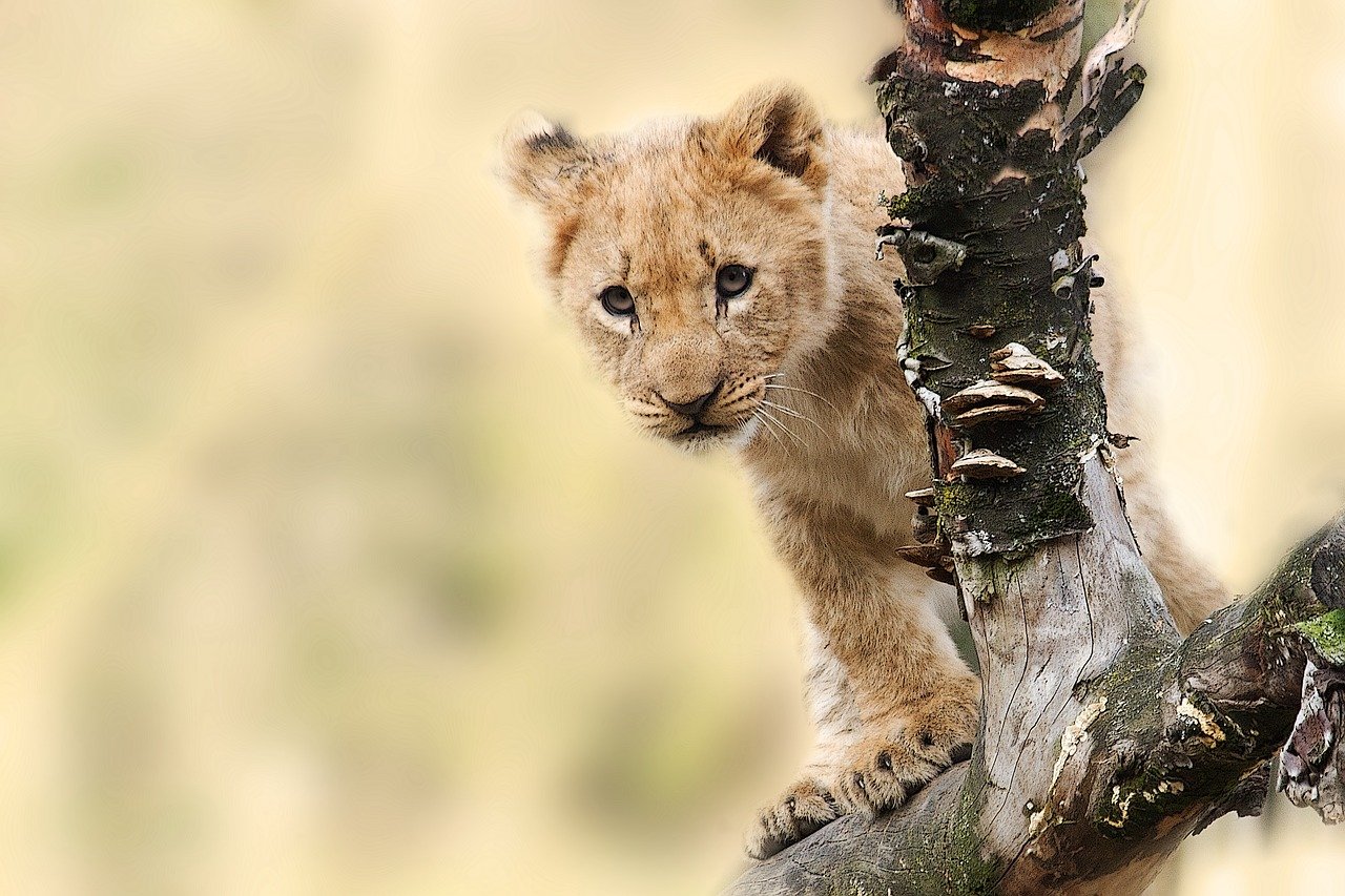 lion, cub, cat-565820.jpg