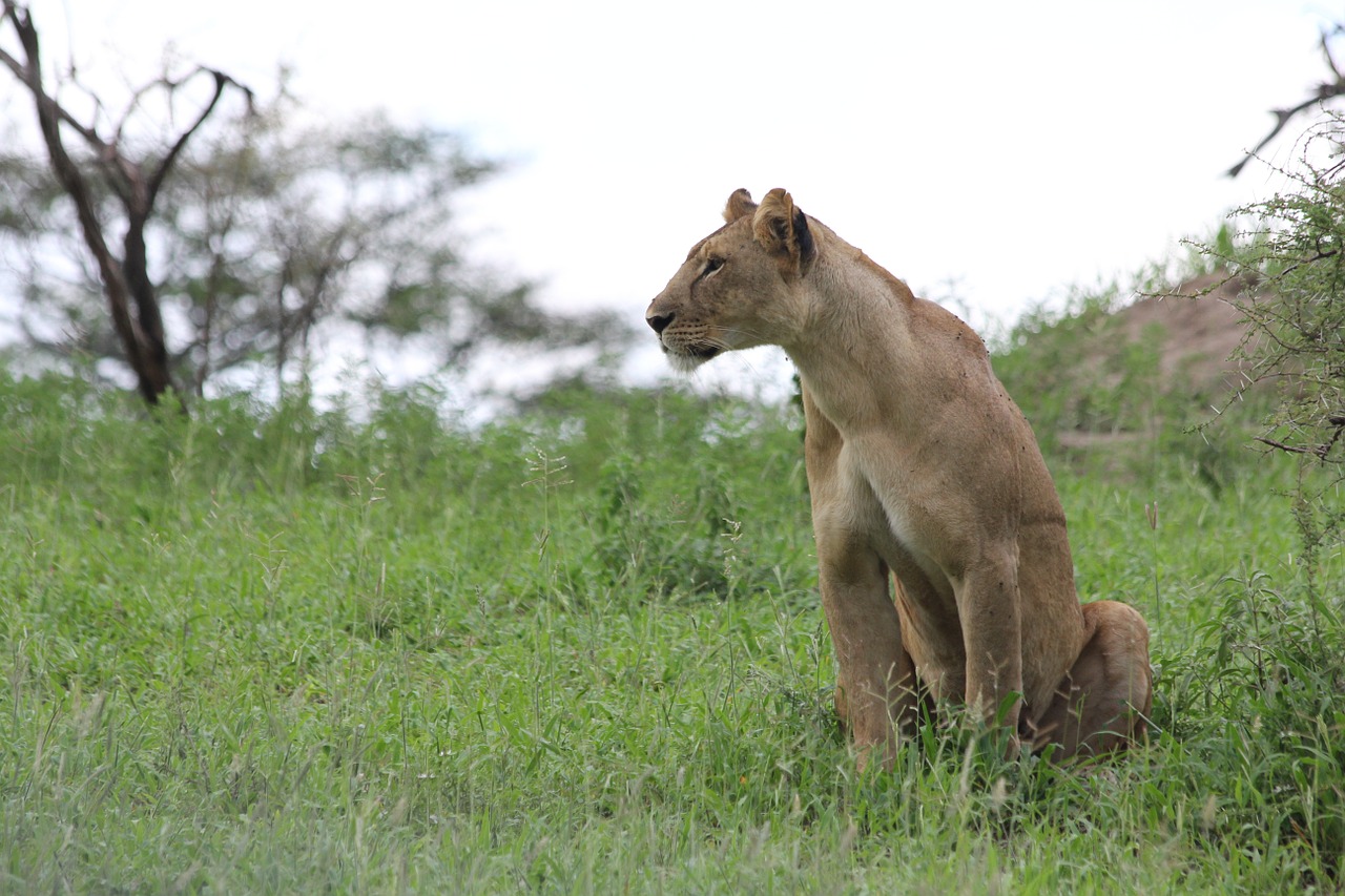 lioness, africa, tanzania-223005.jpg