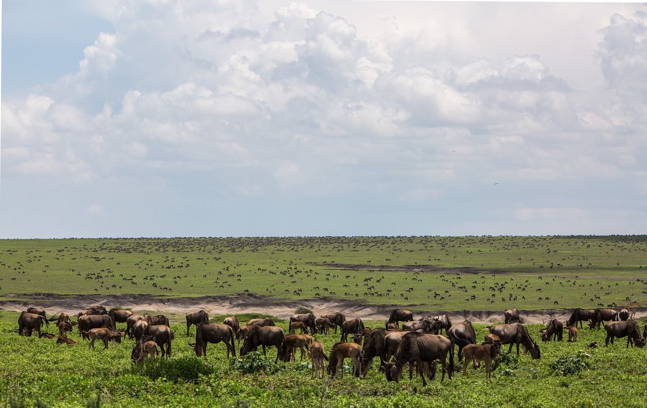 13 Days Tanzania Wildlife Safari