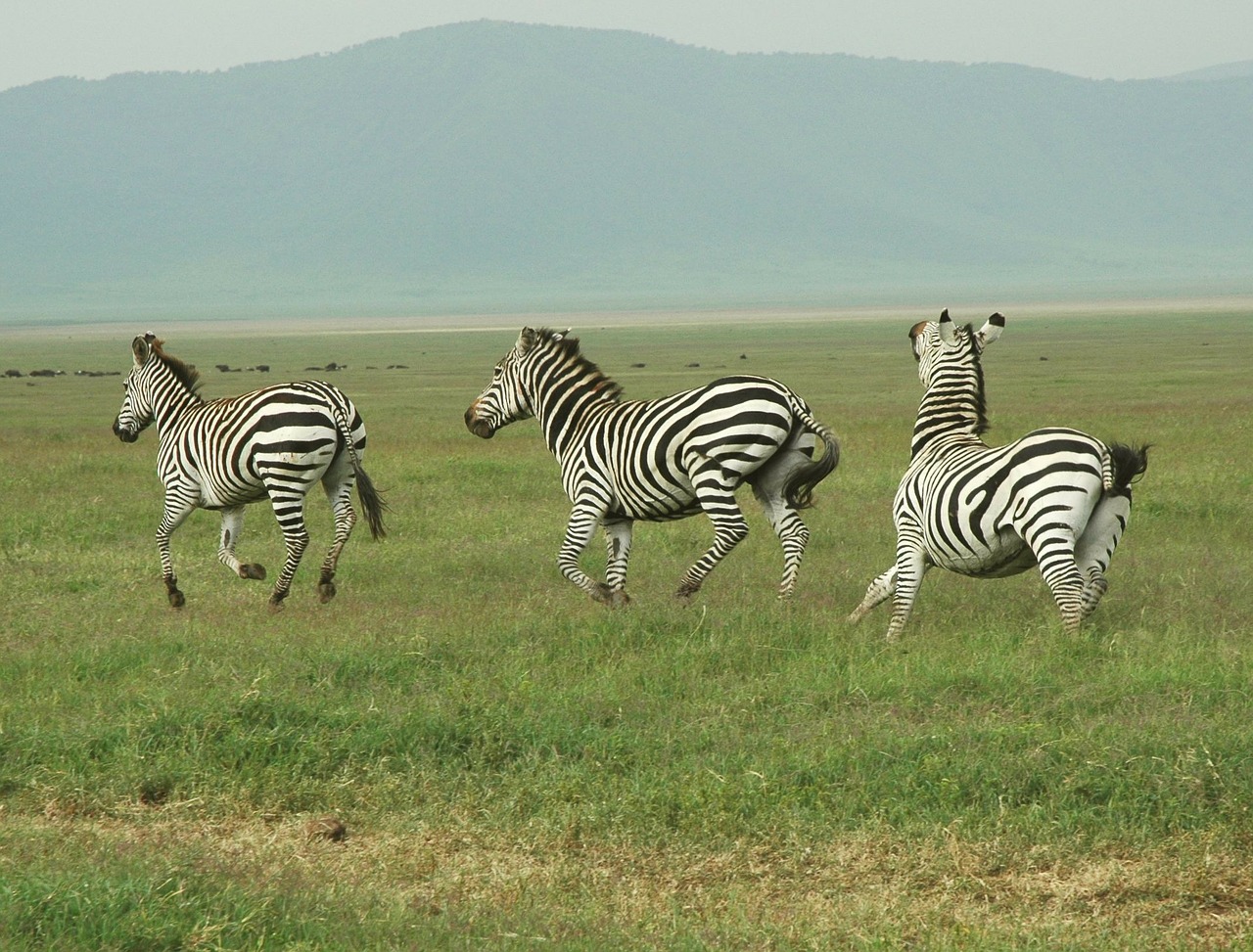 13 Days Tanzania Wildlife Safari