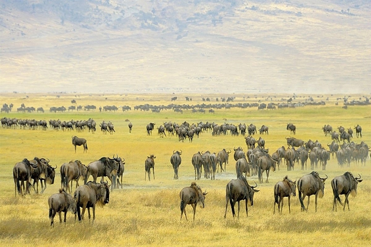 wildebeest migration safari