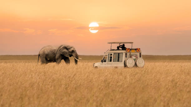 Tanzania Safari Agency